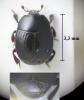 Margarinotus ruficornis